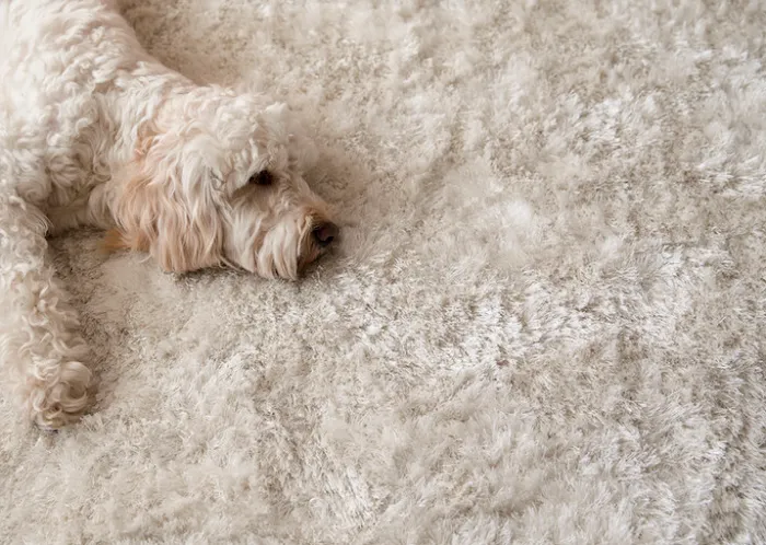 Paredes Carpet Installers & Floor Covering Picture 6