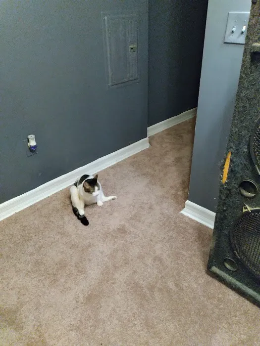 Lucas carpet Picture 7