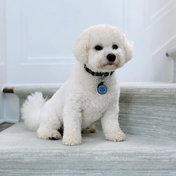 The Carpet Girl LLC Picture 6