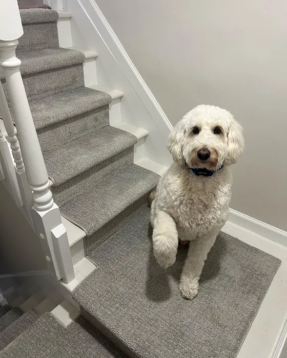 National Carpet Picture 10