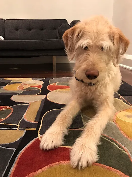 Princeton Rug Gallery Picture 5