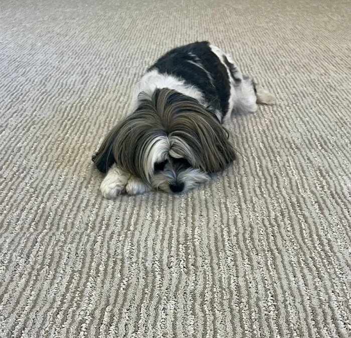 Father Sons & Daughters Floor Covering Picture 4