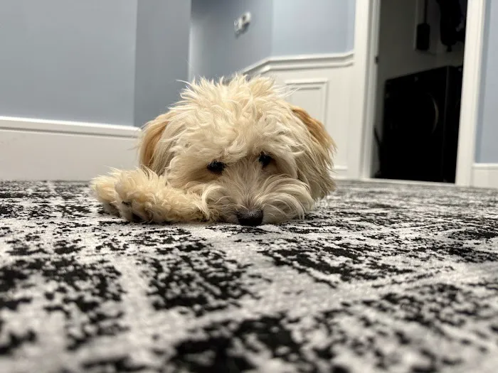 Father Sons & Daughters Floor Covering Picture 6