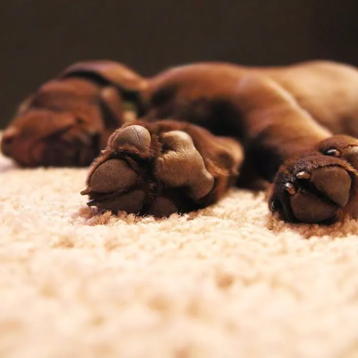 Angelos Carpet One Floor & Home Picture 10