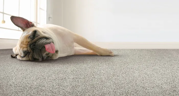 Lehigh Valley Rug Company Picture 6