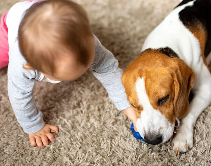 Chester County Carpet & Flooring Picture 2