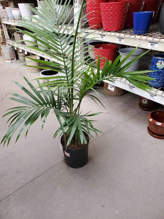 The Home Depot Picture 4