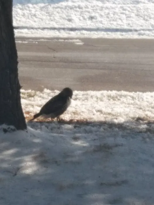 American Floor Covering Picture 1