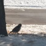 American Floor Covering