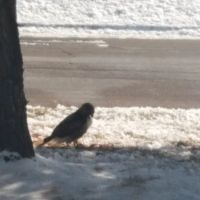 American Floor Covering ico