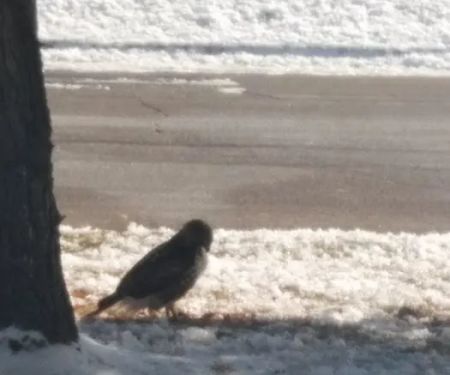 American Floor Covering