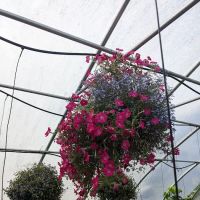 Allerdice Ace Hardware ico