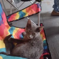 Ollie's Bargain Outlet ico