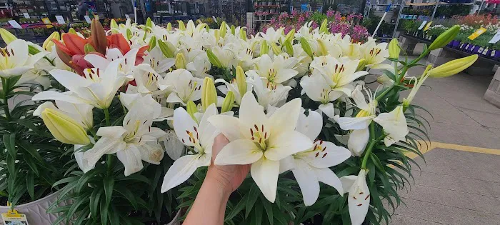 Lowe's Home Improvement Picture 8