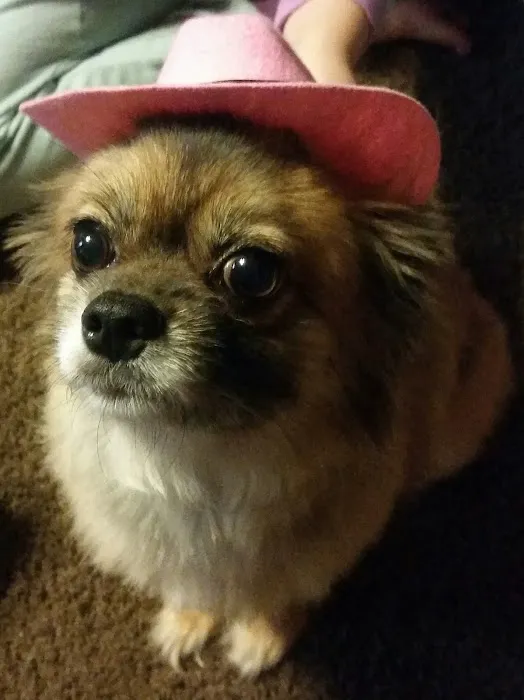 DeGol Carpet Picture 6