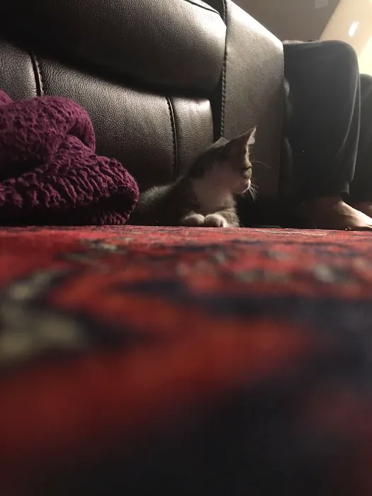 Capital Rug Cleaning Picture 8