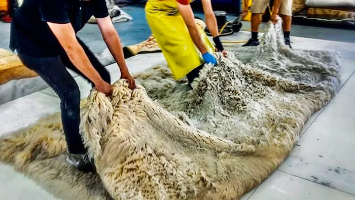 Capital Rug Cleaning Picture 6