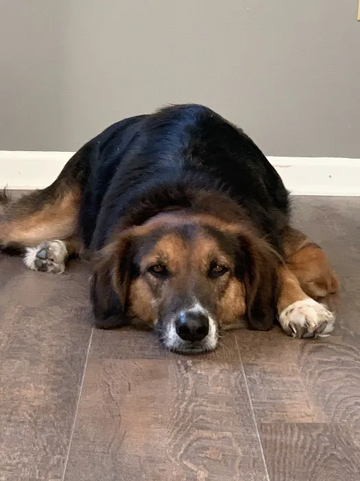 Pasadena Floors Picture 6