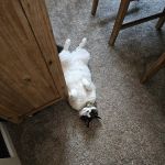 Stout's Discount Carpet