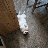 Stout's Discount Carpet ico