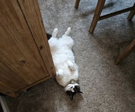 Stout's Discount Carpet