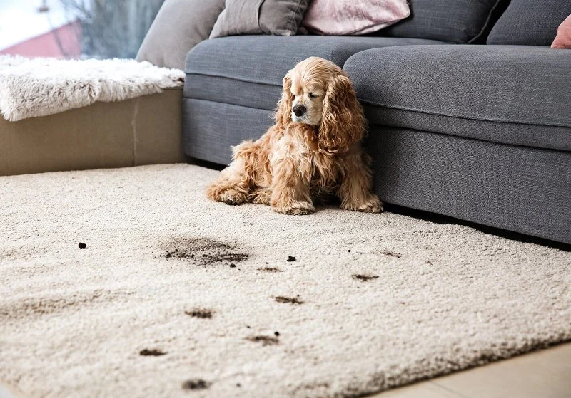 How to Prevent Carpet Damage from Pets and Kids