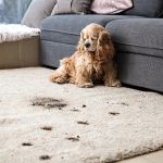 How to Prevent Carpet Damage from Pets and Kids