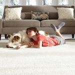 Choosing the Best Carpet for Homes with Pets