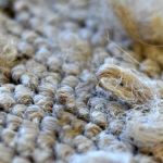 The Science Behind Carpet Fibers and Their Durability