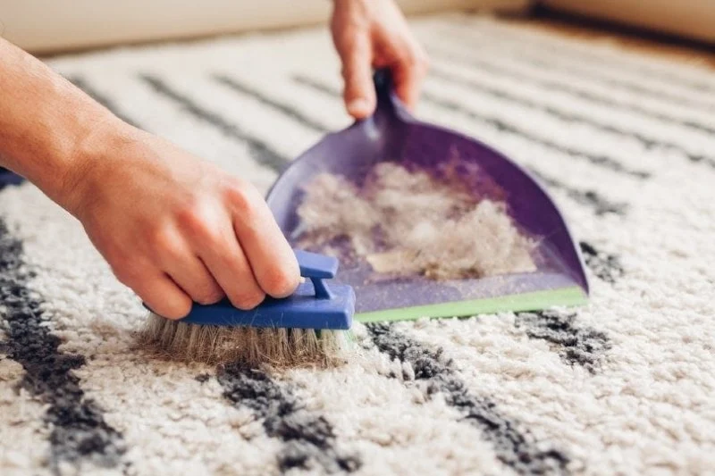 How to Remove Pet Hair from Your Carpet Without Hassle