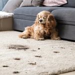 How to Get Rid of Bad Odors in Your Carpet: Proven Solutions