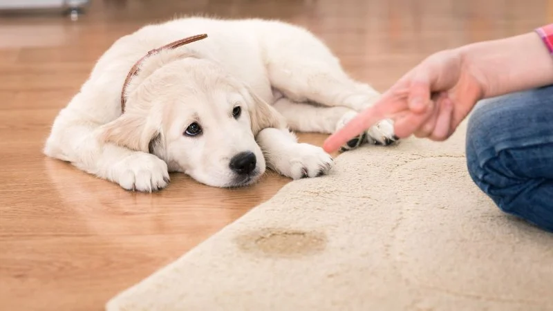 How to Remove Pet Urine and Odors from Your Carpet: A Step-by-Step Guide