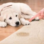 How to Remove Pet Urine and Odors from Your Carpet: A Step-by-Step Guide