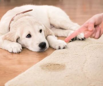 How to Remove Pet Urine and Odors from Your Carpet: A Step-by-Step Guide