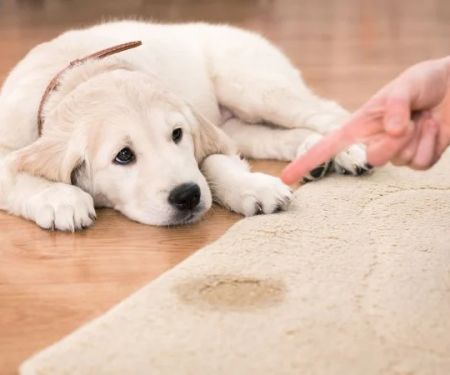 How to Remove Pet Urine and Odors from Your Carpet: A Step-by-Step Guide