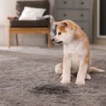 How to Clean Pet Stains Without Damaging Your Carpet
