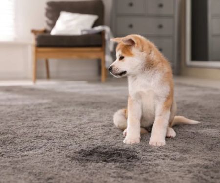 How to Clean Pet Stains Without Damaging Your Carpet
