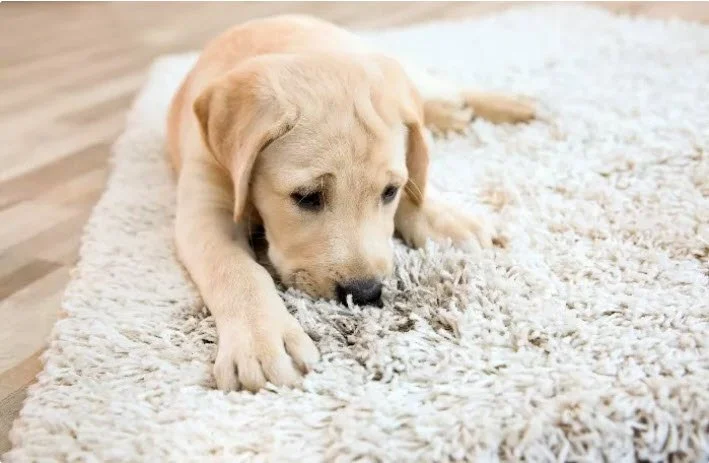How to Make Sure Your Carpet Lasts With Pets in the Home