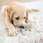 How to Make Sure Your Carpet Lasts With Pets in the Home