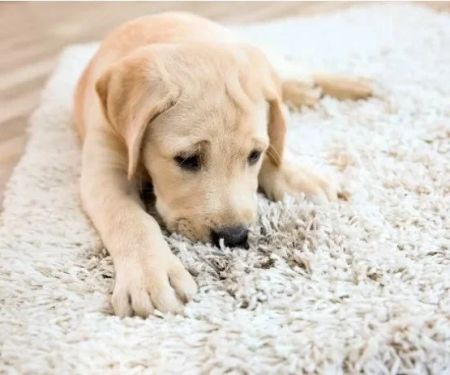 How to Make Sure Your Carpet Lasts With Pets in the Home