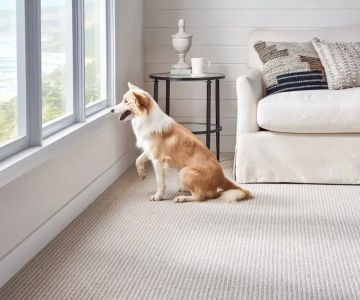 Choosing Pet‑Friendly Carpet Colors That Hide Fur and Dirt