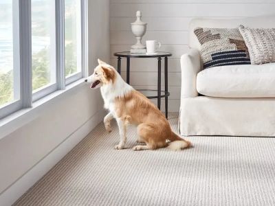 Choosing Pet‑Friendly Carpet Colors That Hide Fur and Dirt