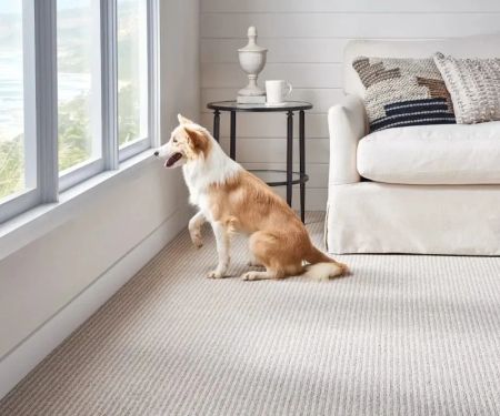 Choosing Pet‑Friendly Carpet Colors That Hide Fur and Dirt