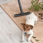 The Best Carpet for Pet Owners: Tips for Durable and Easy-to-Clean Floors
