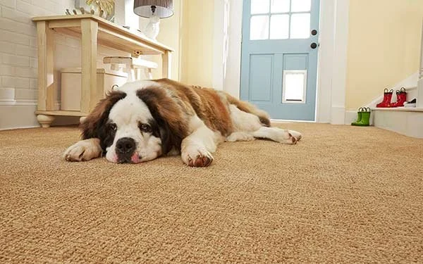 How to Choose Carpet That Resists Pet Hair and Stains