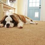 How to Choose Carpet That Resists Pet Hair and Stains