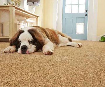 How to Choose Carpet That Resists Pet Hair and Stains