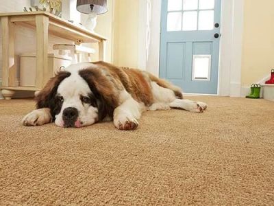 How to Choose Carpet That Resists Pet Hair and Stains