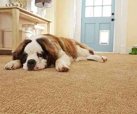 How to Choose Carpet That Resists Pet Hair and Stains